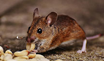 24 Hour & Emergency Exterminators in Barium Spngs, NC